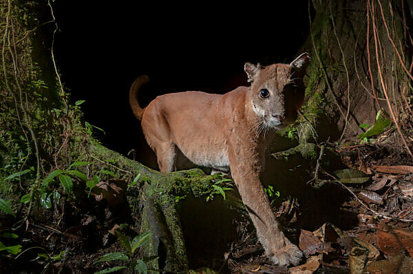 Bildagentur mauritius images Puma Puma concolor in Choco